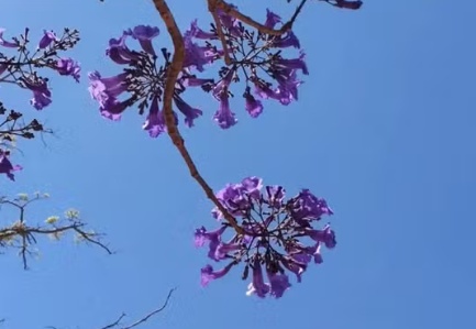 Mais de 50 mudas plantadas em homenagem a vítimas de feminicídio em MT são arrancadas