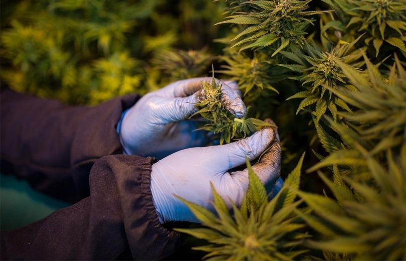Cultivo de cannabis medicinal pelo agronegócio é destaque em congresso