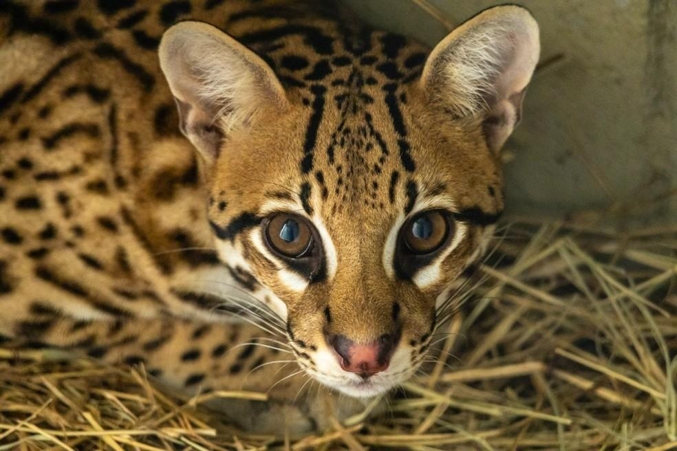 Jaguatirica de MT resgatada em queimada se adapta bem a Zoológico de São Paulo após transferência