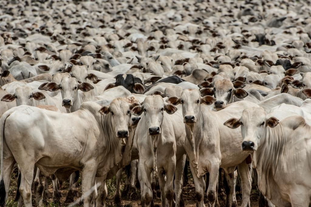 Mato Grosso será reconhecido internacionalmente com certificação inédita de zona livre da febre aftosa sem vacinação