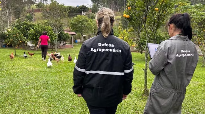Novo caso de gripe aviária é confirmado no Brasil