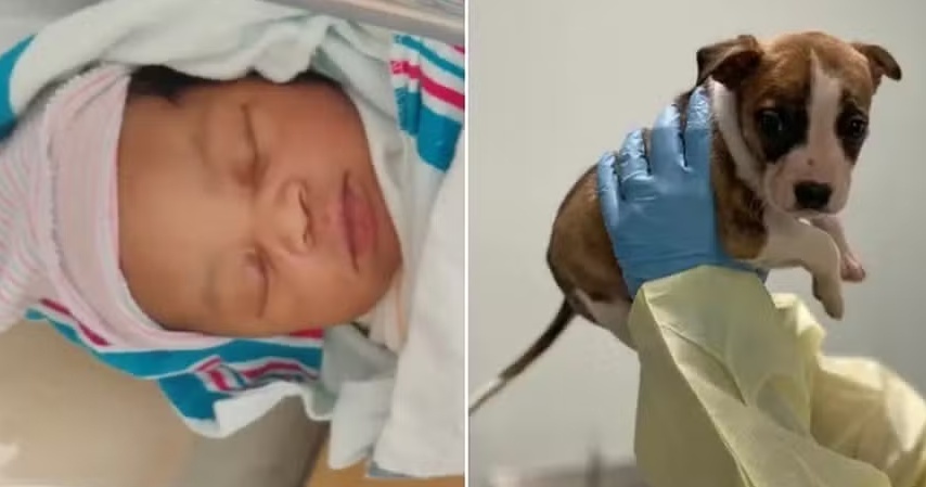 Filhote de pitbull é sacrificada após 'matar' bebê, mas autópsia revela que animal não foi o responsável pela morte