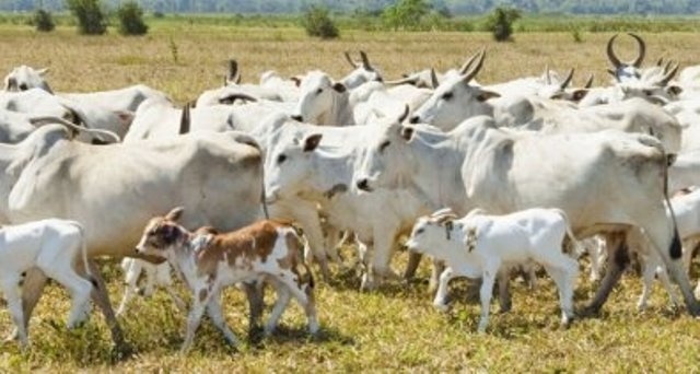 Com 7 fazendas em MT, grupo entra em recuperação de R$ 153 milhões