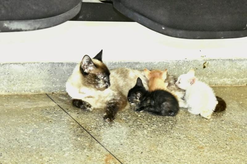 Comissão é instituída para proteção e doação de animais abandonados no Campus Sinop