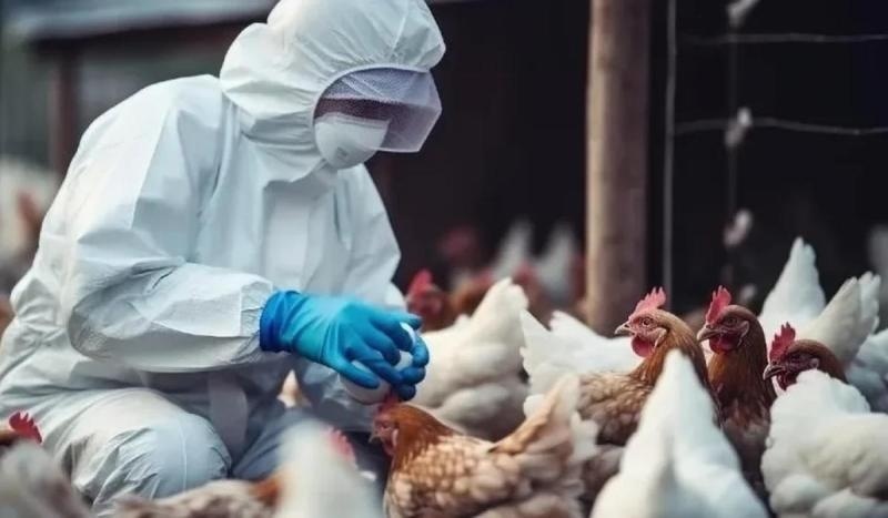 Caso de gripe aviária é confirmado pelo MAPA em criação de aves no interior de Mato Grosso