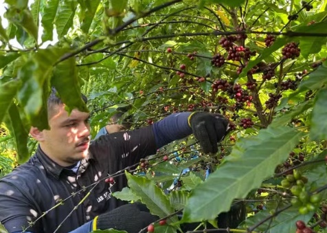 Clones de café desenvolvidos em Sinop são classificados como bebida fina em avaliação nacional