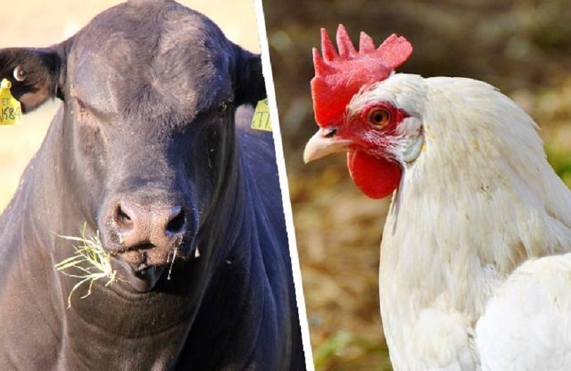 Exportação de carne bovina avança 33,5% e a de aves recua 12% em junho