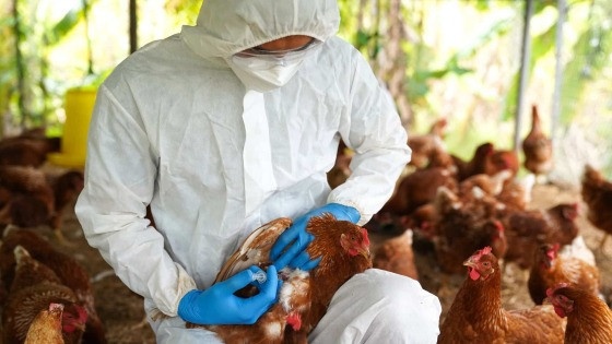 Secretaria de Saúde de MT investiga suspeita de dois casos de gripe aviária em humanos