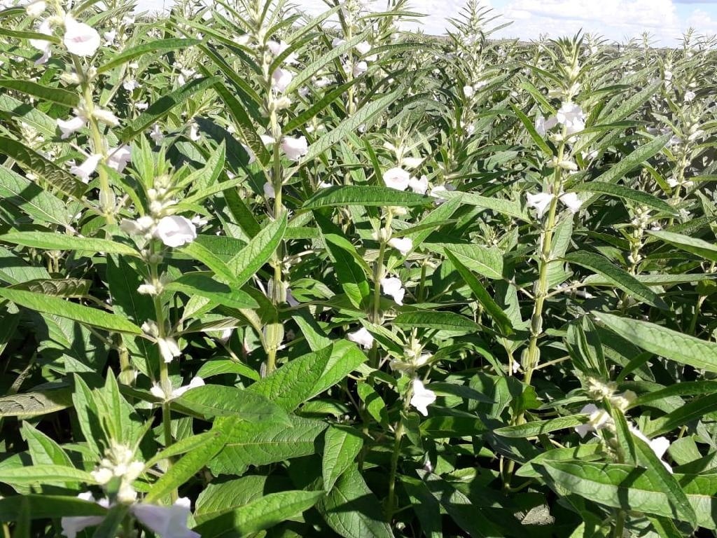 Pulses ganham força como terceira safra e prometem rentabilidade maior que milho e soja em MT