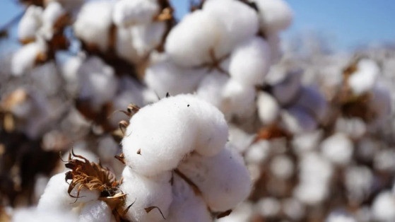 Mato Grosso lidera exportações de pluma e responde por mais de 67% dos embarques nacionais