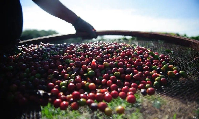 Café permanece em alta nas bolsas mundiais apesar da pressão da nova safra