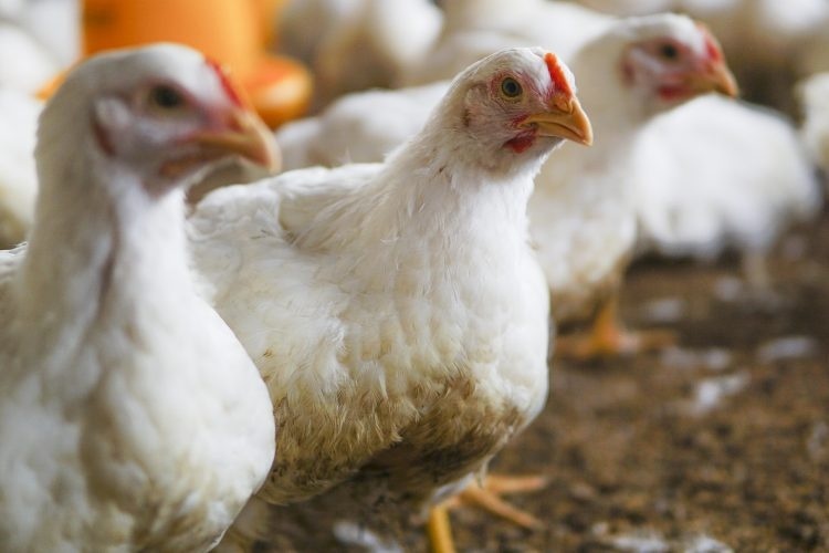 Japão suspende importações de produtos avícolas de Mato Grosso