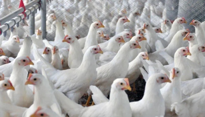 Brasil declara estar livre de gripe aviária e aguarda normalização de embarques de frango