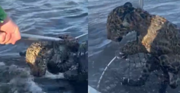 Pescador 'fisga' e ajuda filhote de onça a atravessar rio no Pantanal; veja vídeo
