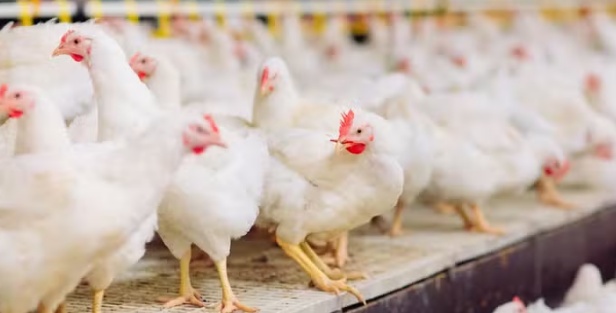 Países reduzem restrições à carne de frango do Brasil