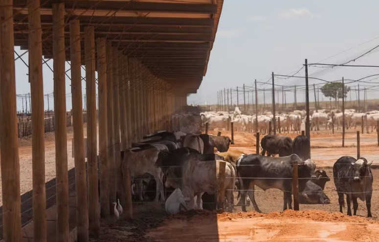Pecuaristas devem confinar 7% mais gado em 2025
