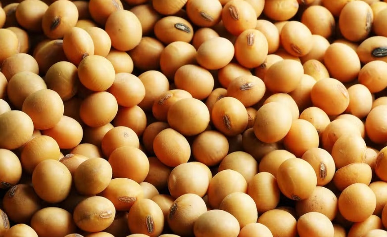 Preço da soja sobe em Mato Grosso enquanto mercado monitora conflitos