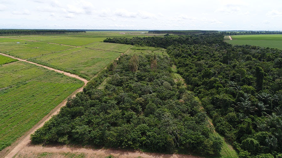 Reflorestamento com mudas cobre solo acima da meta em MT, mas diversidade ainda é baixa
