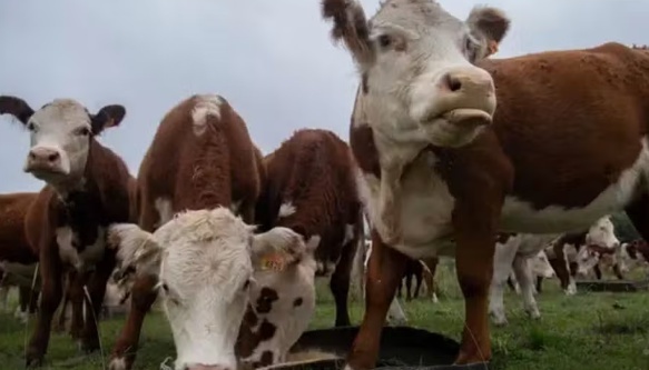 O golpe milionário da 'vaca virtual' que está abalando o Uruguai, um dos maiores produtores de gado do mundo