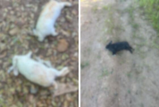 Sede da Apae é invadida e coelhos usados em terapias com alunos são mortos em Peixoto de Azevedo