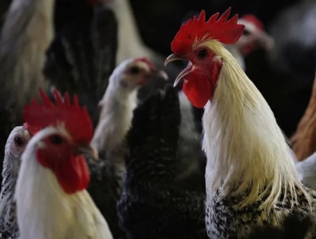 Argentina, Índia e mais 5 países retiram embargos ao frango brasileiro