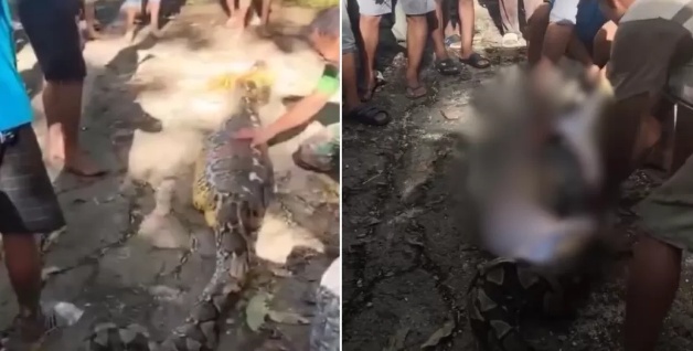 Homem é encontrado morto após ser engolido por píton na Indonésia