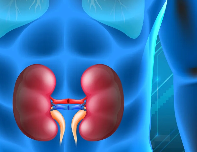 Urologista compartilha sete dicas para cuidar dos rins e prevenir doenças