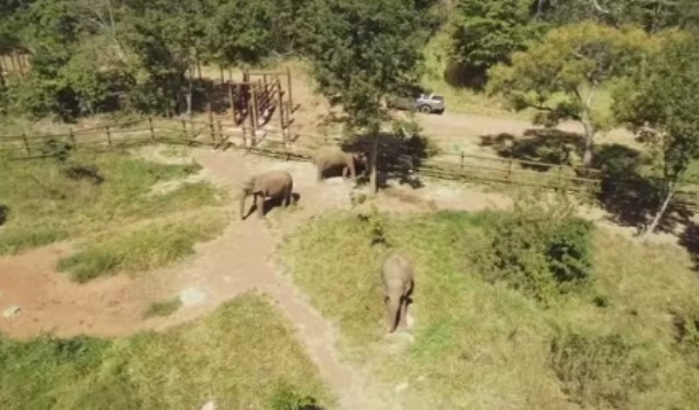 2ª elefanta africana chega a santuário de MT após viagem de quatro dias