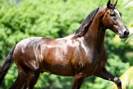 Ração tóxica mata ao menos 245 cavalos em 4 estados, diz ministério