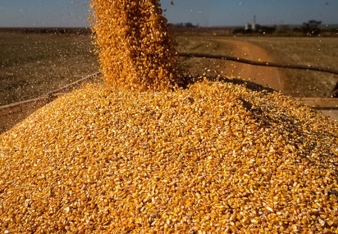 Preço do milho acumula queda de 41% em Mato Grosso