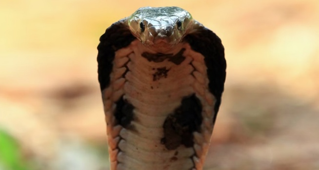 Criança de 2 anos mata cobra venenosa após mordê-la na cabeça