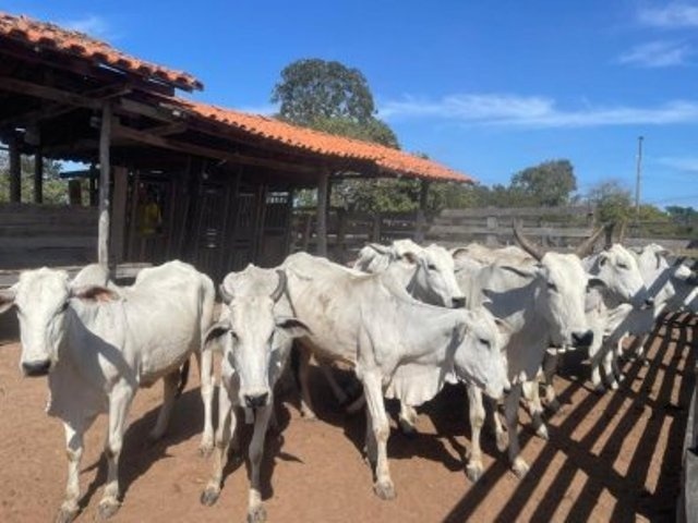 Recuperações explodem no agro de MT; são 50 só em 2025