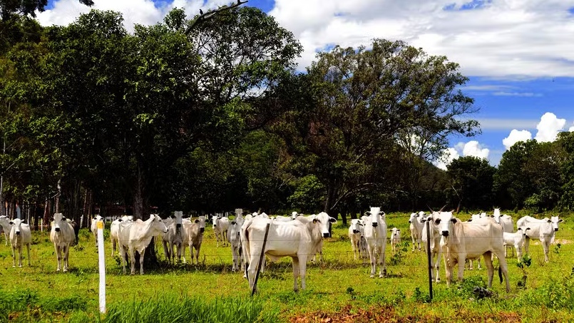 A cidade brasileira que tem mais bois do que gente (e a com mais casas que pessoas)