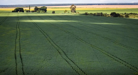 COP30: agro quer se posicionar como parte da solução, diz associação