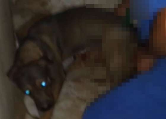 Caminhoneiros espancam homem acusado de estuprar cadela em posto de Sorriso