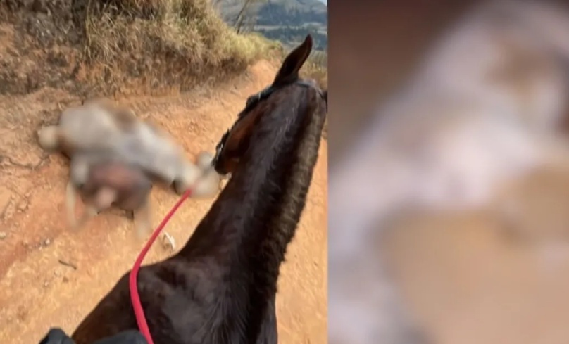 Polícia investiga morte de cavalo após mutilação em SP