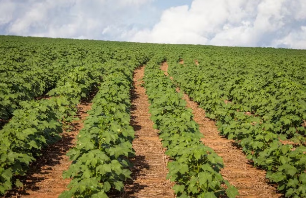 Recuperações judiciais do agro cresceram 60% no 2º trimestre
