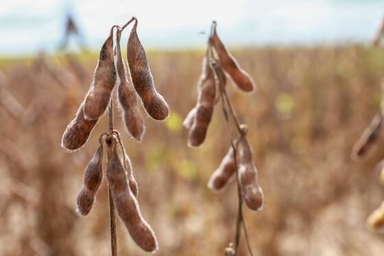 Custo da soja 25/26 sobe e importações de insumos agrícolas têm a menor taxa em 6 anos