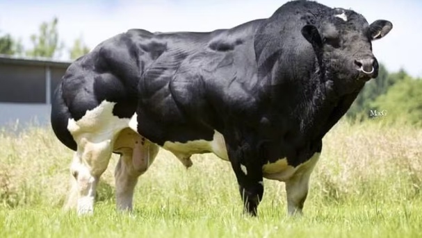 Conheça o gado mais musculoso do mundo, que pode pesar mais de uma tonelada