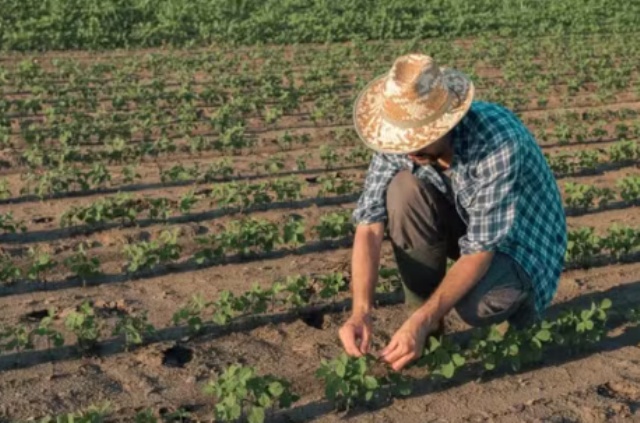 Governo Federal lança programa que destina R$ 1,22 milhão para agricultores familiares de baixa renda em MT