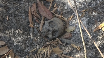Cabeça humana é encontrada em área de mata em Sinop