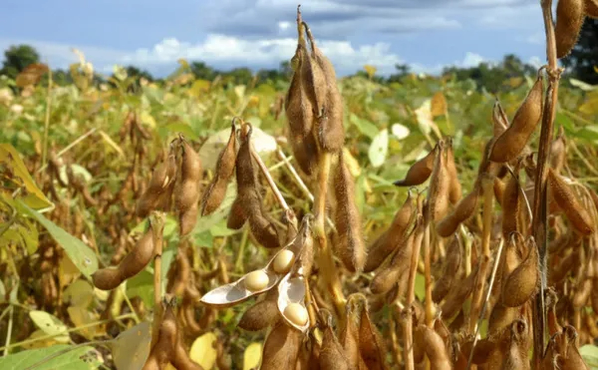 Mais de 27% de produção de soja em MT ficará no estado para esmagamento após alta na procura por biodiesel