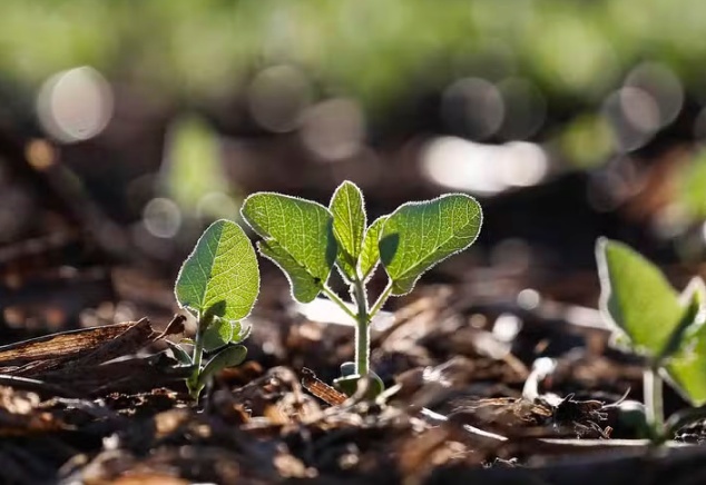 Preço da soja sobe no Mato Grosso devido a preocupações sobre clima
