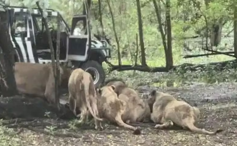 Funcionário de zoológico é devorado por leões diante de turistas na Tailândia