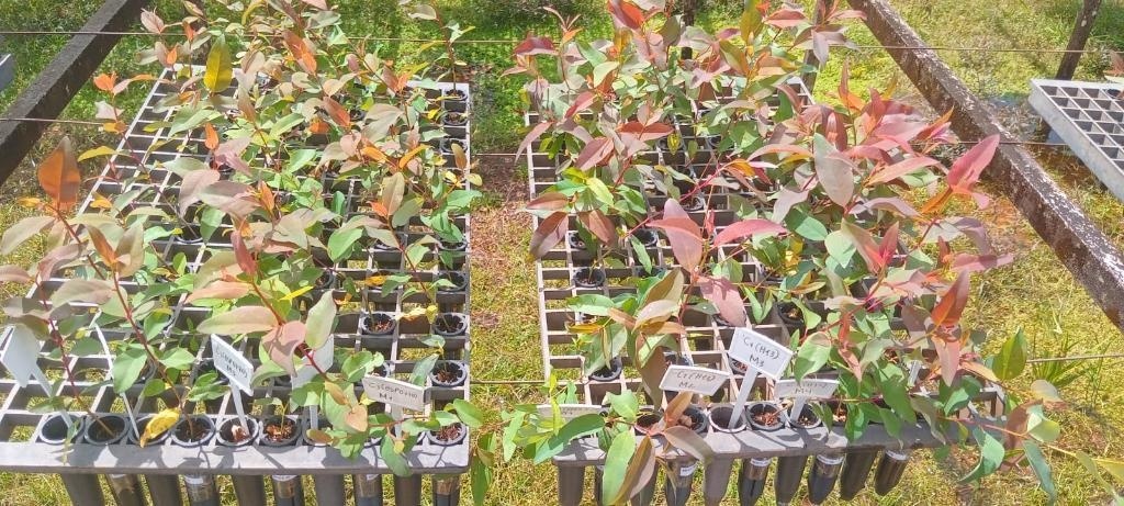 Pesquisadores desenvolvem tecnologia sustentável para produção de mudas florestais