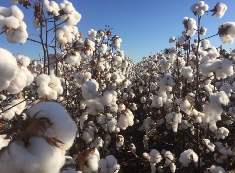 Produtividade do algodão é a segunda maior da história em Mato Grosso