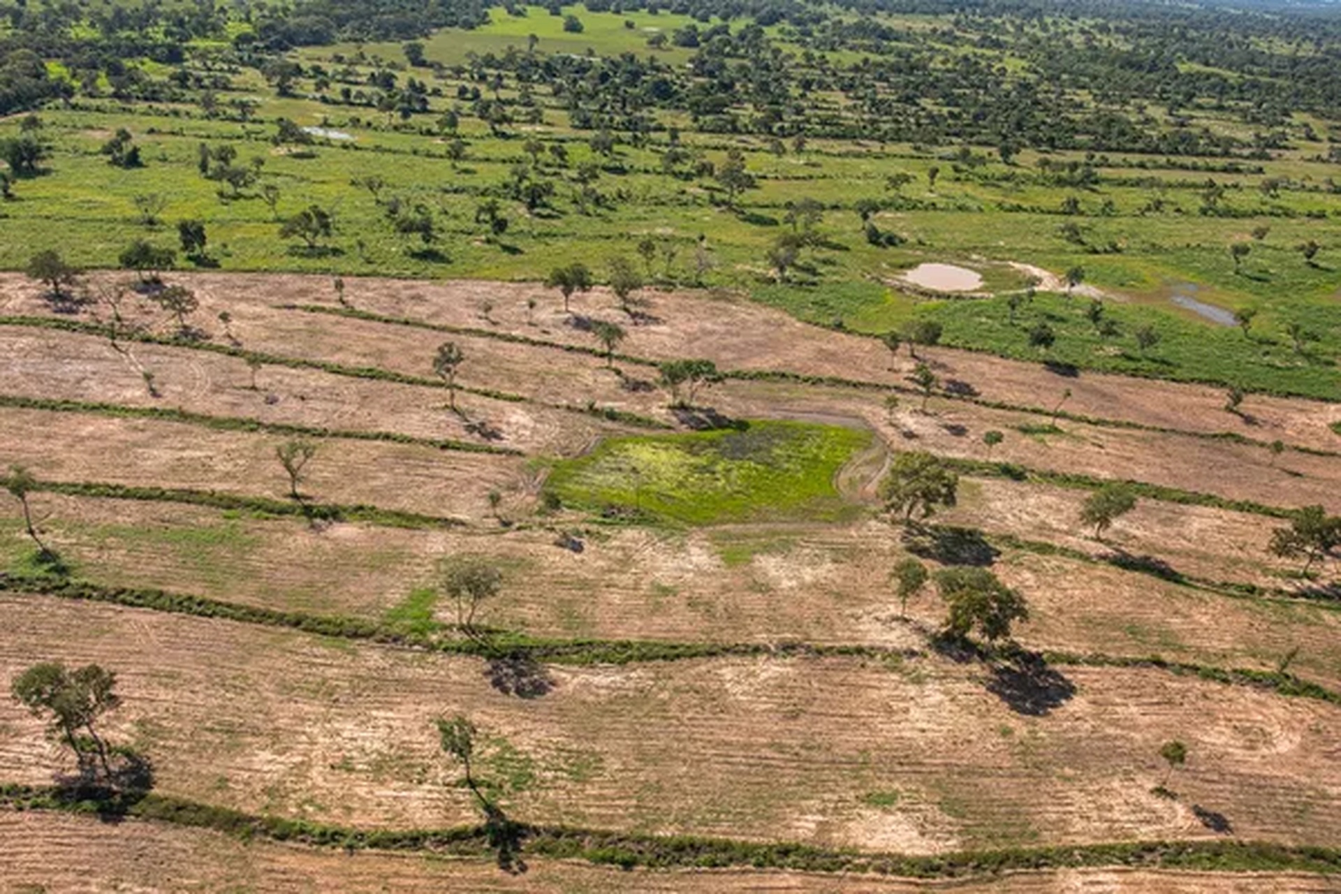 Agropecuária pressiona desmatamento na Amazônia e MT perde 26% de vegetação nativa, diz MapBiomas