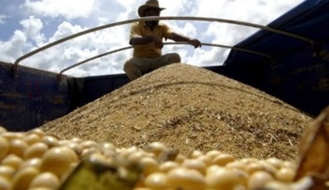 Seguradora terá que indenizar produtor por perda de safra causada por excesso de chuvas