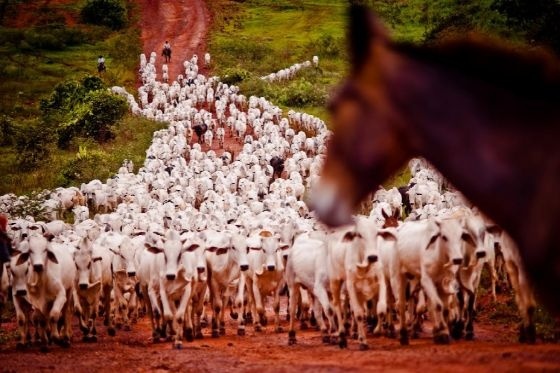MT mantém liderança no rebanho bovino com mais de 32 milhões de cabeças