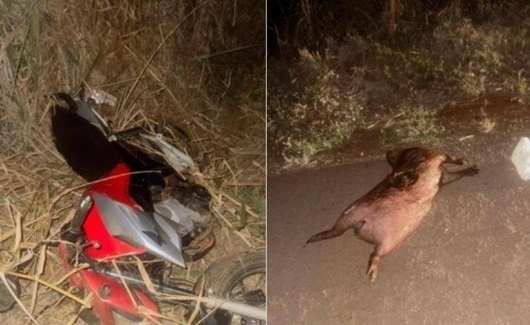 Motociclistas ficam feridos após atropelarem capivara